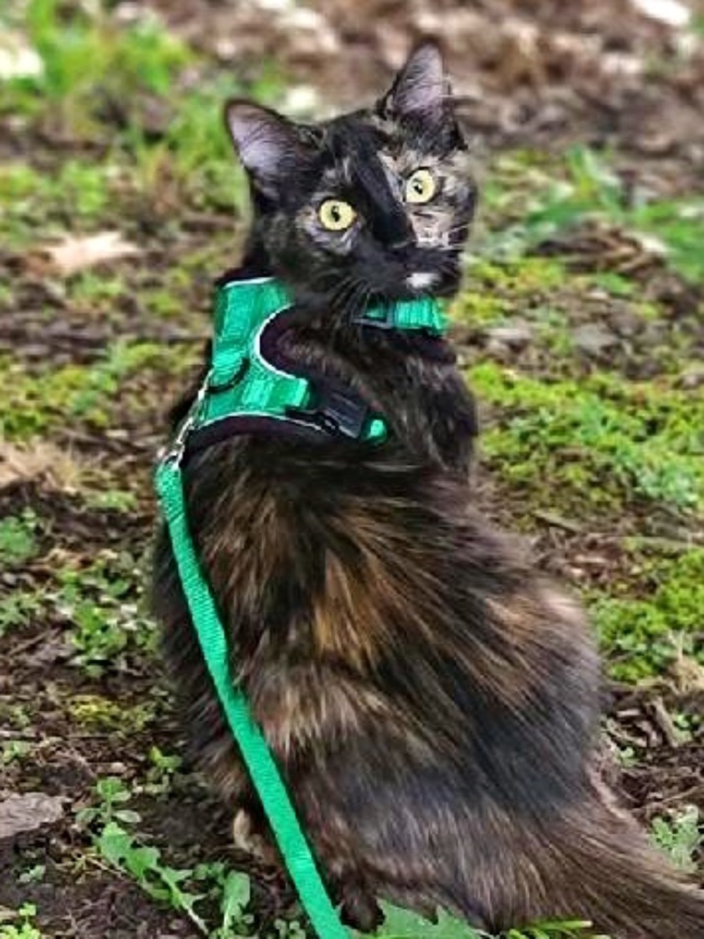 rabbitgoo Cat Harness and Leash Set